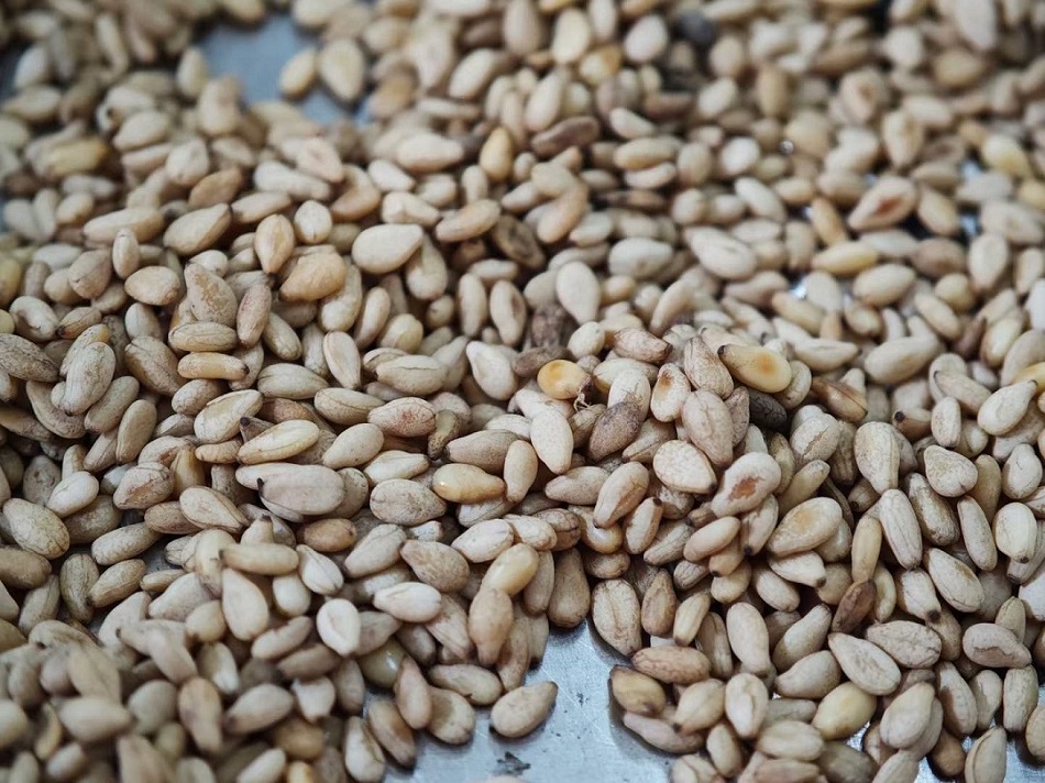 許昌智工電磁炒芝麻設備